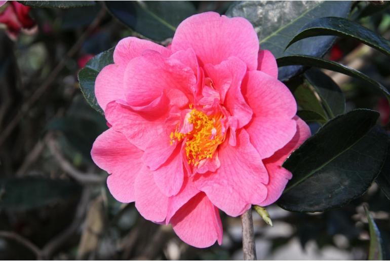 Camellia japonica 'Lucy Hester' Camellia japonica 'Lucy Hester' -22389