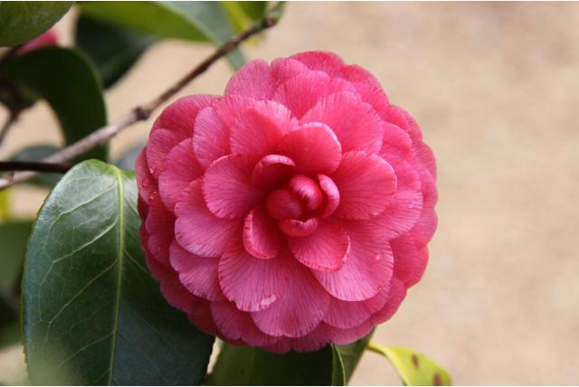 Japanse Camellia 'Madame Louis van Houtte' Japanse Camellia 'Madame Louis van Houtte'