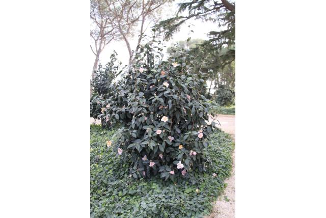 Japanse Camellia 'Marie Sivet' Japanse Camellia 'Marie Sivet'