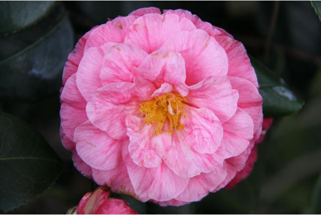 Japanse Camellia 'Michel Coin' Japanse Camellia 'Michel Coin'