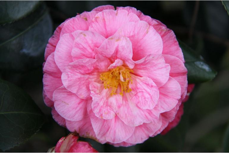 Camellia japonica 'Michel Coin' Camellia japonica 'Michel Coin' -22393