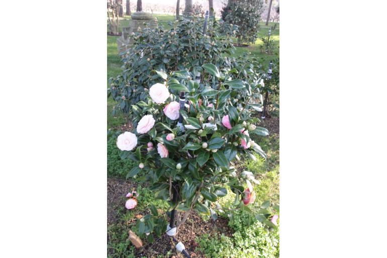 Camellia japonica 'Nuccio's Cameo' Camellia japonica 'Nuccio's Cameo' -22394