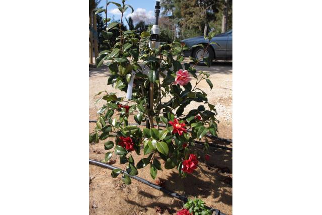 Japanse Camellia 'Oo La La' Japanse Camellia 'Oo La La'