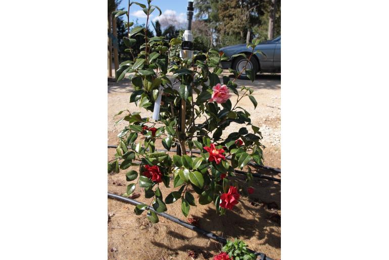 Camellia japonica 'Oo La La' Camellia japonica 'Oo La La' -22395