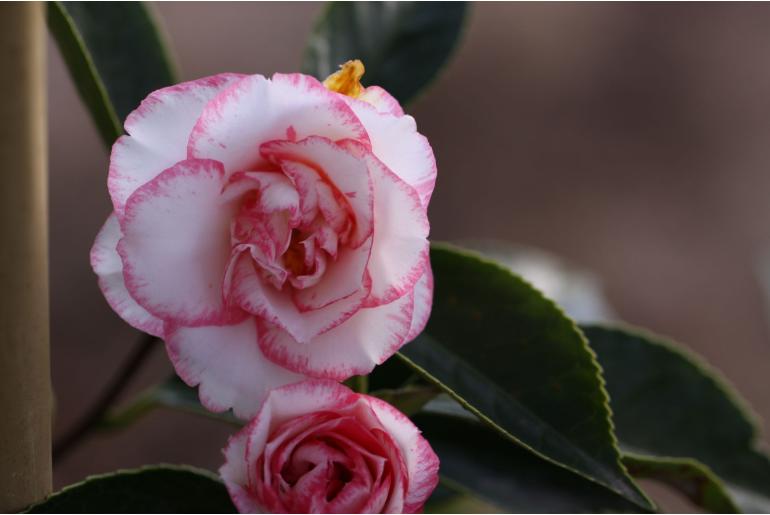 Camellia japonica 'Shuchuka' Camellia japonica 'Shuchuka' -22396