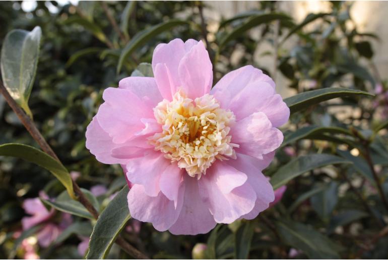 Camellia japonica 'Sugar Dream' Camellia japonica 'Sugar Dream' -22397