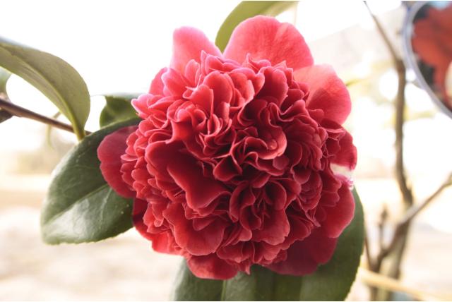 Japanse Camellia 'Takanini' Japanse Camellia 'Takanini'