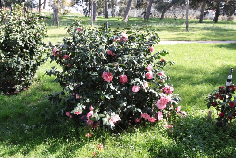 Camellia japonica 'Tiffany' Camellia japonica 'Tiffany' -22399