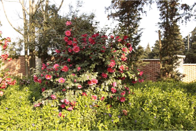 Camellia japonica 'Ville de Carquefou' Camellia japonica 'Ville de Carquefou' -22400