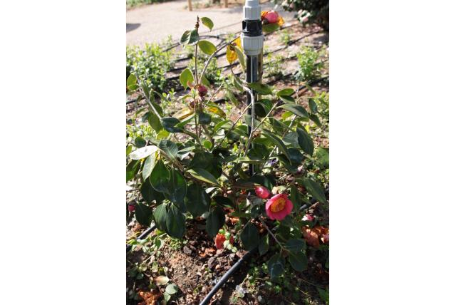 Camelia van Higo 'Asahi-No-mai' Camelia van Higo 'Asahi-No-mai'