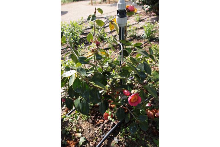 Camellia japonica 'de Higo Asahi-No-mai' Camellia japonica 'de Higo Asahi-No-mai' -22380