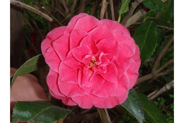 Japanse Camellia 'lôji' Japanse Camellia 'lôji'