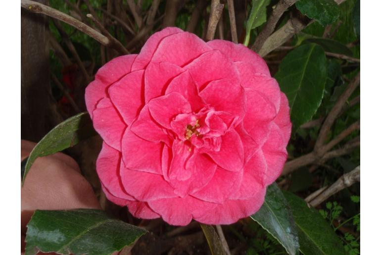 Camellia japonica 'loji' Camellia japonica 'loji' -22388