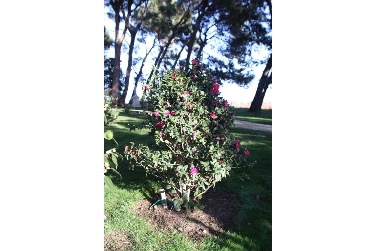 Camellia reticulata 'Fiesta Grande' Camellia reticulata 'Fiesta Grande' -22402