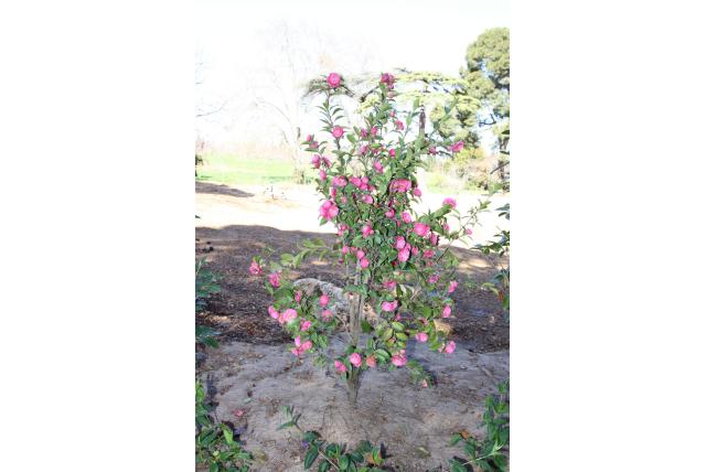 Yunnan Camelia 'Fragrant Joy' Yunnan Camelia 'Fragrant Joy'