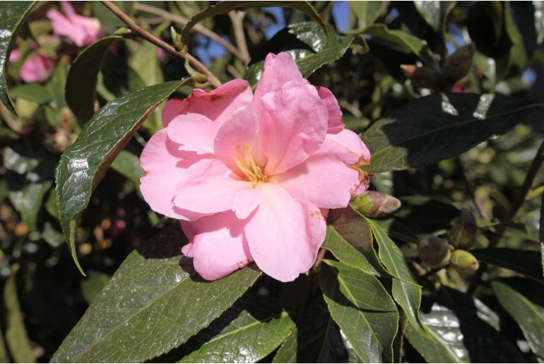 Camellia reticulata 'Shangai Lady' Camellia reticulata 'Shangai Lady' -22406