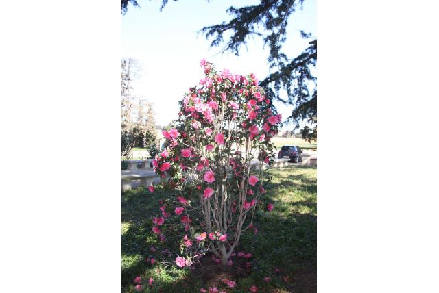 Yunnan Camelia 'Valley Knudsen' Yunnan Camelia 'Valley Knudsen'