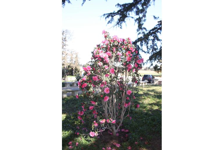 Camellia reticulata 'Valley Knudsen' Camellia reticulata 'Valley Knudsen' -22407