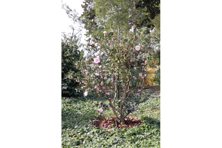 Camellia sasanqua 'Agnes o Salomon' Camellia sasanqua 'Agnes o Salomon' -22409