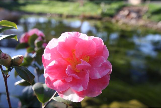 Herfstcamelia 'Beatrice Emily' Herfstcamelia 'Beatrice Emily'