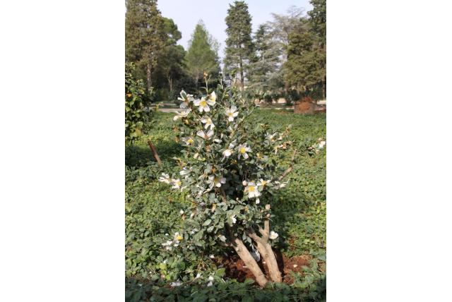 Herfstcamelia 'Blanchette' Herfstcamelia 'Blanchette'