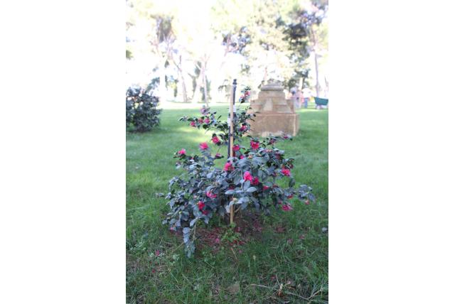 Herfstcamelia 'Bonanza' Herfstcamelia 'Bonanza'