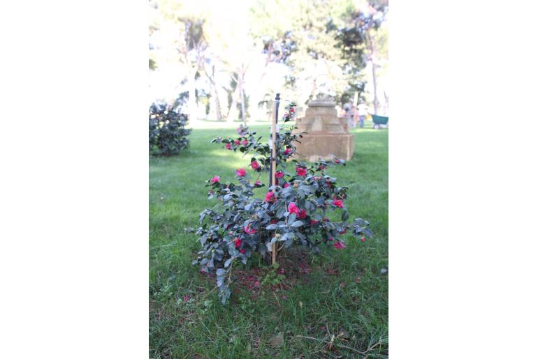 Camellia sasanqua 'Bonanza' Camellia sasanqua 'Bonanza' -22411