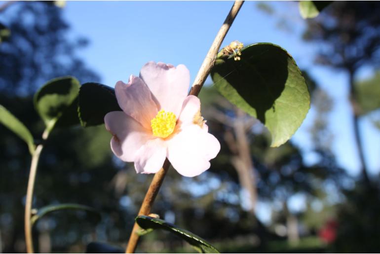 Camellia sasanqua 'Bonomiana' Camellia sasanqua 'Bonomiana' -22461