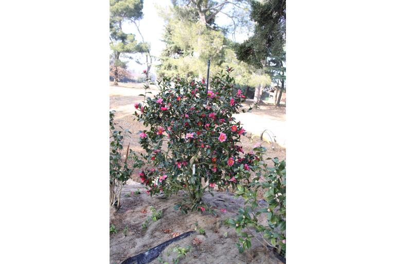 Camellia sasanqua 'California Sunset' Camellia sasanqua 'California Sunset' -22412