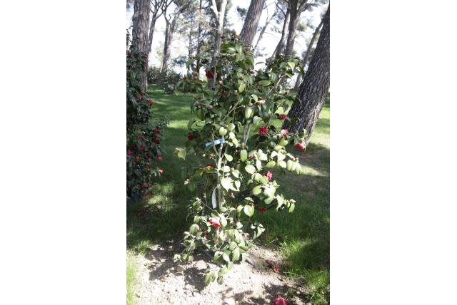 Herfstcamelia 'Chandler's Rustique' Herfstcamelia 'Chandler's Rustique'