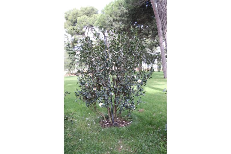 Camellia sasanqua 'Day Dream' Camellia sasanqua 'Day Dream' -22414