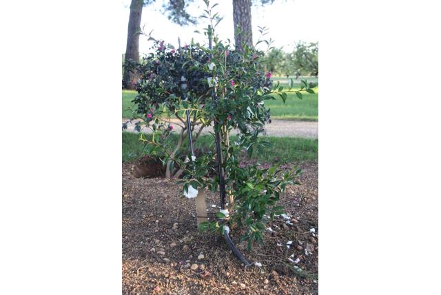 Herfstcamelia 'Early Pearly' Herfstcamelia 'Early Pearly'