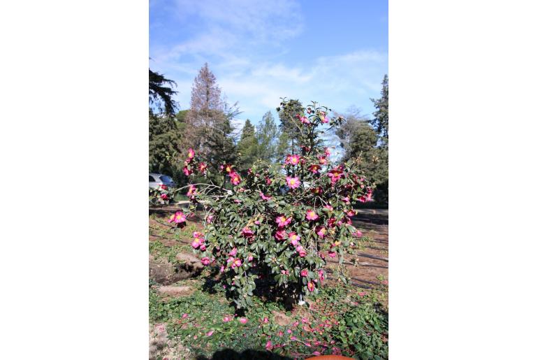Camellia sasanqua 'Evangeline' Camellia sasanqua 'Evangeline' -22416