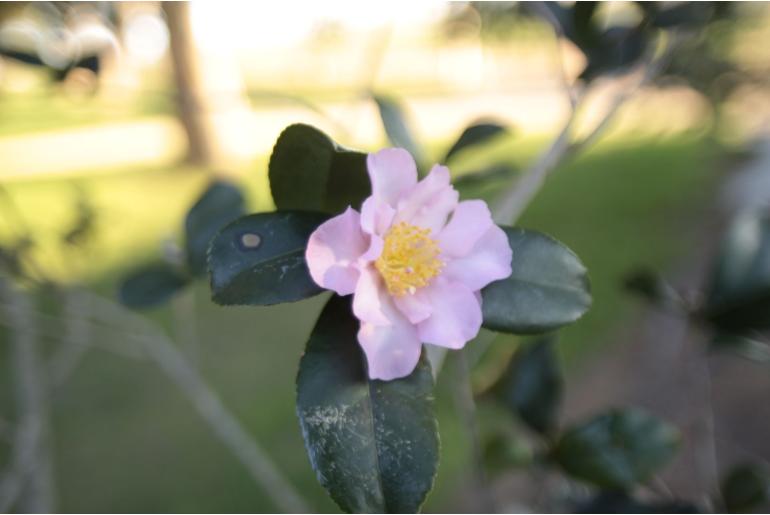 Camellia sasanqua 'FML' Camellia sasanqua 'FML' -22455