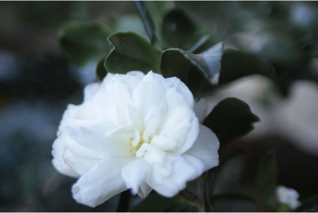 Herfstcamelia 'Hime Botan' Herfstcamelia 'Hime Botan'