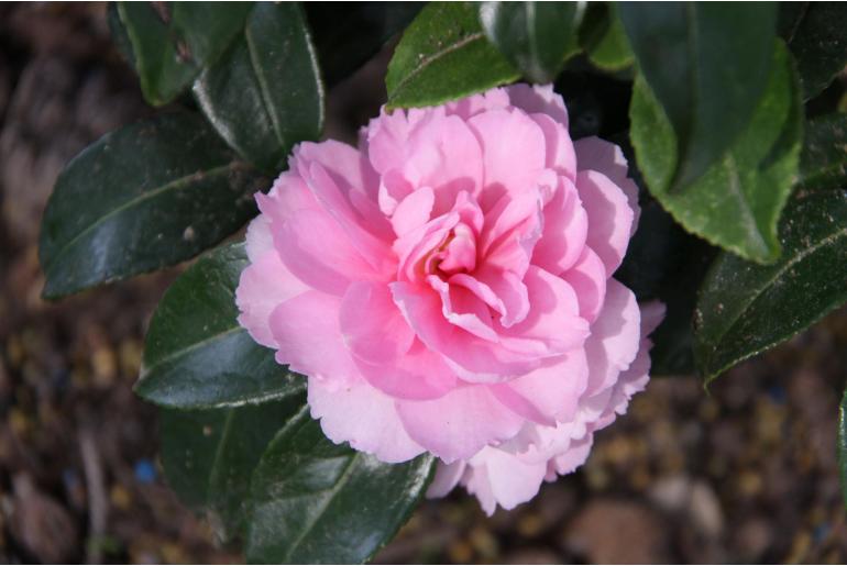 Camellia sasanqua 'Interlude' Camellia sasanqua 'Interlude' -22418