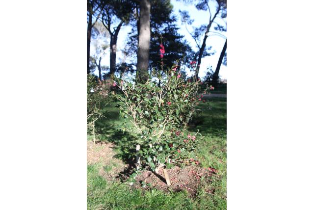 Herfstcamelia 'Kanjiro' Herfstcamelia 'Kanjiro'