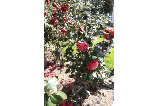 Herfstcamelia 'La Pace' Herfstcamelia 'La Pace'