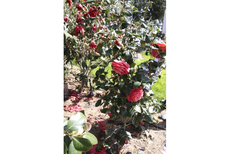 Camellia sasanqua 'La Pace' Camellia sasanqua 'La Pace' -22459