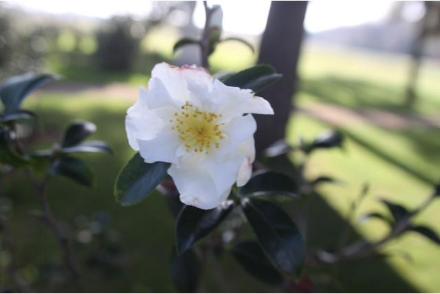 Herfstcamelia 'Narumi-Gata' Herfstcamelia 'Narumi-Gata'