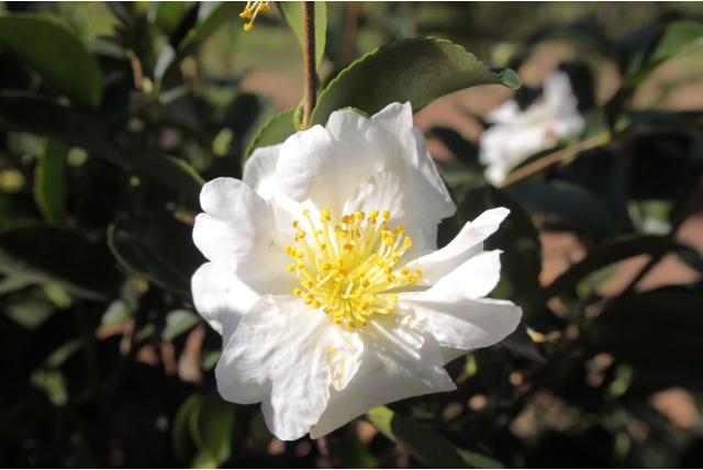 Herfstcamelia 'Orcival' Herfstcamelia 'Orcival'
