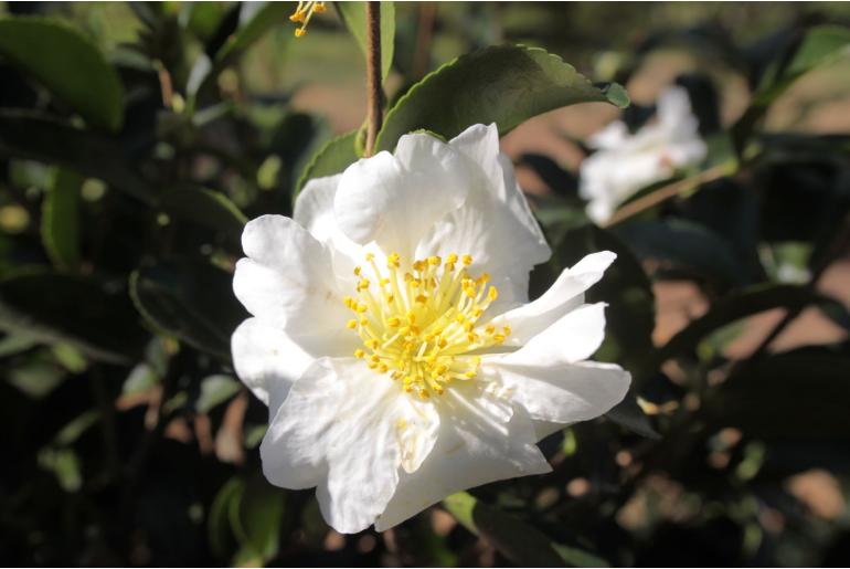 Camellia sasanqua 'Orcival' Camellia sasanqua 'Orcival' -22419