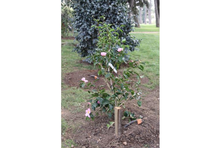 Camellia sasanqua 'Plantation Pink' Camellia sasanqua 'Plantation Pink' -22420