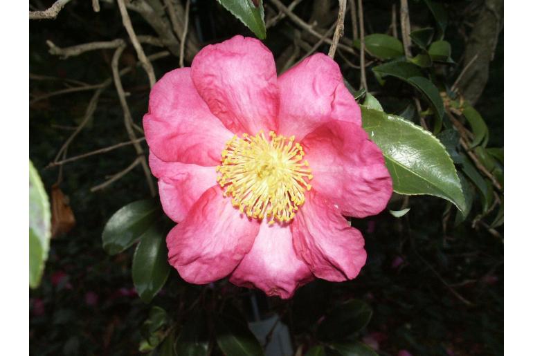Camellia sasanqua 'Rubra' Camellia sasanqua 'Rubra' -22421