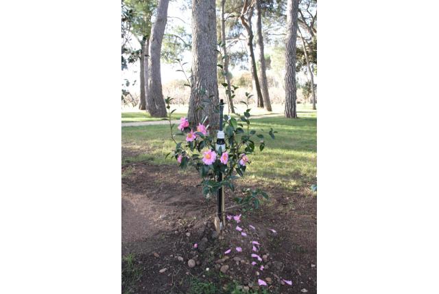 Herfstcamelia 'Show Girl' Herfstcamelia 'Show Girl'