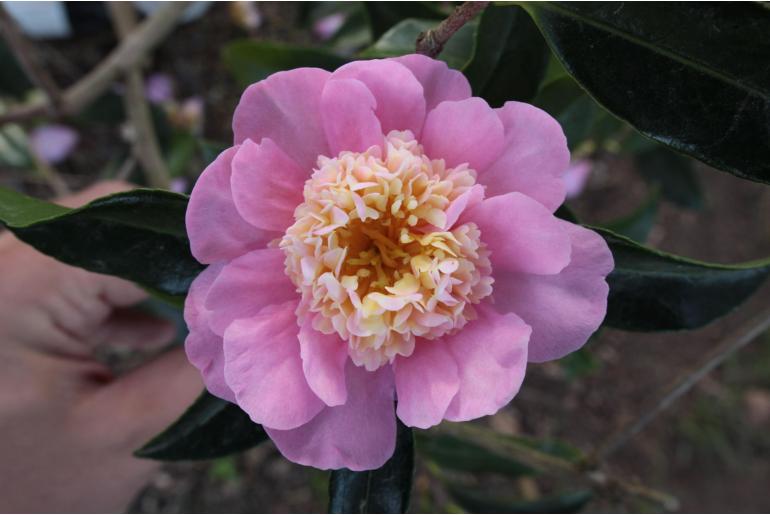 Camellia sasanqua 'Showa Supreme' Camellia sasanqua 'Showa Supreme' -22423