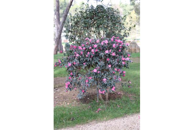 Herfstcamelia 'Sparkling Burgundy' Herfstcamelia 'Sparkling Burgundy'