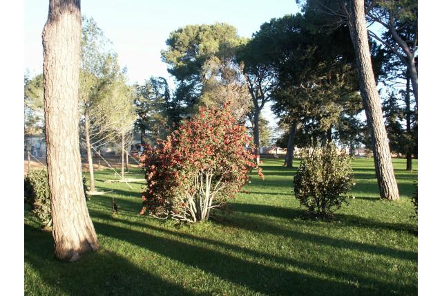 Herfstcamelia 'Yuletide'