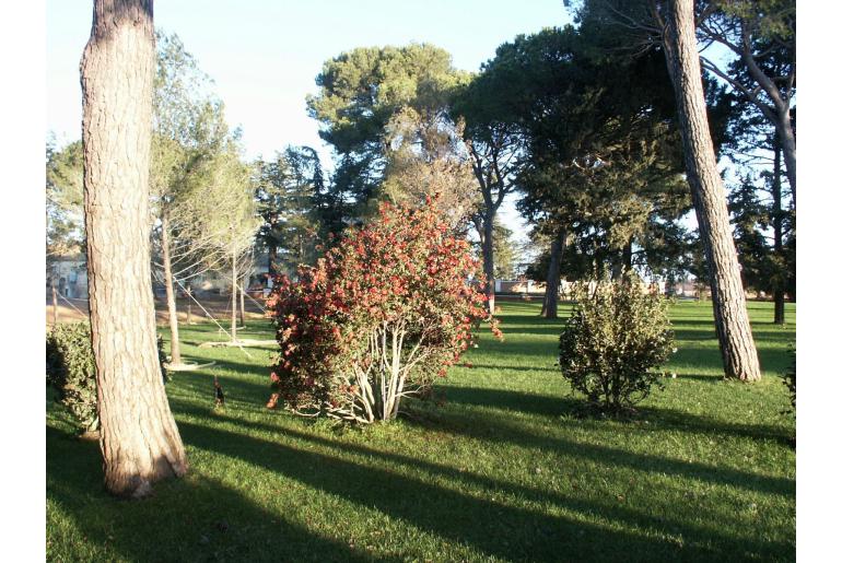 Camellia sasanqua 'Yuletide' Camellia sasanqua 'Yuletide' -22425