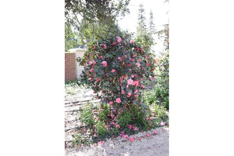 Camellia x williamsii 'Elegant beauty' Camellia x williamsii 'Elegant beauty' -22427